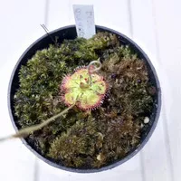 drosera burmanii