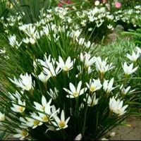 Tanaman Hias Lili Hujan Bunga Tulip Putih OutDor Kucai Bunga Putih