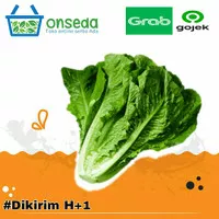 Romaine / Selada Romaine / Sayur Segar 250gr