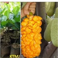 Bibit Tanaman Pohon Nangkadak Nangka Dak Hasil Okulasi Jaminan Asli