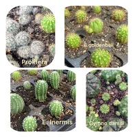 Bibit kaktus murah mini 1-2cm bisa pilih