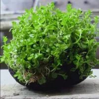Montecarlo tanaman karpet aquascape - media wabikusa