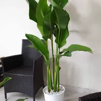 tanaman heliconia caribaea pisang karibay tinggi 1 meter