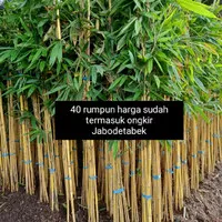 bambu hias/bambu kuning/bambu panda(paket pesanan 40 rumpun + ongkir)