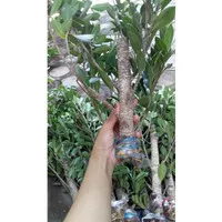 Best Cangkok Bonsai Pohon Beringin Kimeng Murah/Besar Kisaran Lengan