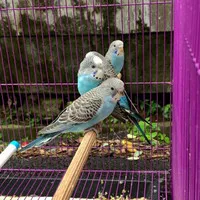 Burung Hias Parkit Warna Biru Sepasang Pasangan Siap Ternak