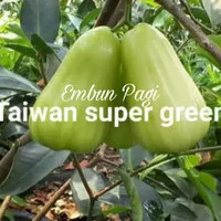 Bibit Jambu Super Green Thaiwan Jumbo Big Size