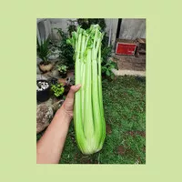 seledri stick 1 kg / sayur seledri / celery - 1000 g