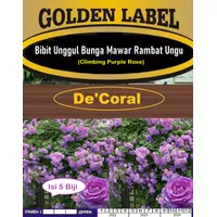 Bibit Unggul Bunga Mawar Rambat Ungu | Bibit Climbing Purple Rose