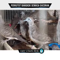 Burung Perkutut Bangkok