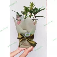 hampers/gift tanaman philodendron xanadu