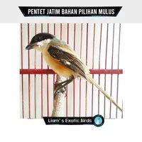 Burung Pentet Jatim Burung Cendet Jatim