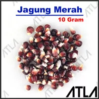 Benih Jagung Ungu 10 Gram Bibit Tanaman Biji Purple Corn Sayur Sayuran