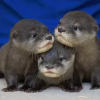 baby otter / berang berang Jumboan