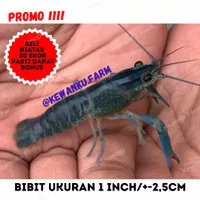 Bibit Lobster Air Tawar Konsumsi Red Claw Grade A Ukuran 1 INCH
