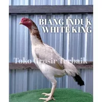 ayam bangkok asli plucker usa white king F1 telur tetas garansi 3 hari