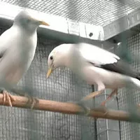 burung jalak putih sepasang siap ternak