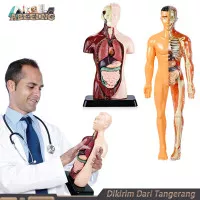 Kerangka Manusia Model Alat Peraga Edukatif Torso Anatomi Tubuh