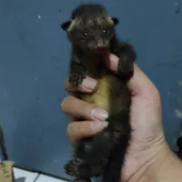 musang pandan baby murah