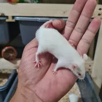 Tikus putih Mencit Adult 20-30 gram bukan rat asf