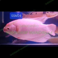 Promo Hari Ini Ikan Hias Gurame Albino/Padang Jumbo 30-35cm Istimewa