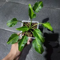 philodendron xanadu variegata tanaman hias
