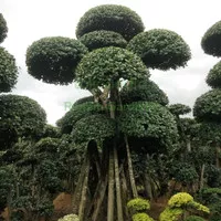 Tanaman bonsai beringin Korea pasang taman bonsai beringin dolar murah