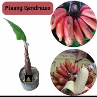 Bibit buah Pisang Merah / Gendruwo unik dan langka