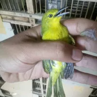 Burung Cipoh/Sirtu Bahan