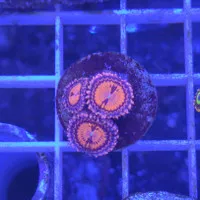 Premium Zoanthid Blood Diamond 3mata