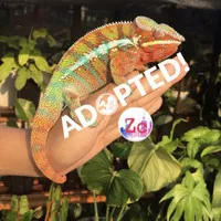 chameleon panther male mix colour