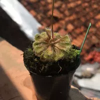 Drosera Burmanii Humptydoo