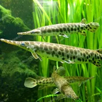 ikan aligator florida gar