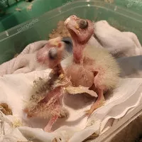 Burung Falk Parkit Australia Cockatiel Jinak Lolohan