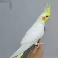 Burung Falk Cockatiel parkit Australia warna lutino mata merah 