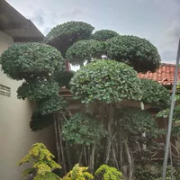 Bonsai Beringin Korea || Pohon Beringin Korea Berkarakter Mewah ||