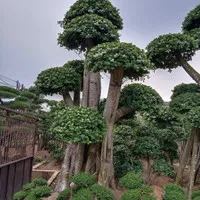 Pohon Bonsai Beringin Korea || Cocok Untuk Taman Rumah || Terlaris