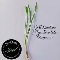 Tanaman Aquascape Echinodorus Quadricostatus/Xingu