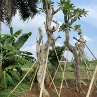 Pohon Kamboja Fosil || Kamboja Fosil Diameter 20-25 Cm || Ready Stock