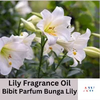 Lily Fragrance Oil Bibit Parfum Bunga Lily B2A77