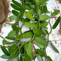 Bibit vanili planifolia 1 meter