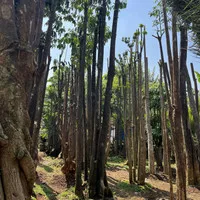 Pohon Pule Grouping Besar Cocok Jadi Peneduh Rumah Tinggi 4 - 6 Meter