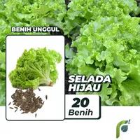 Terlaris! Biji Benih / Bibit Lettuce / Selada Hidroponik Isi 300 Benih