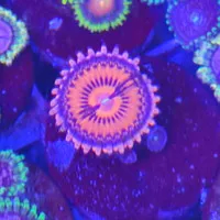 WYSIWYG Premium Zoanthid Blood Diamond