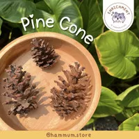 Pine Cone | Chew Toy Hamster | Mainan Gigitan Asahan Gigi Hamster