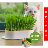 KAZU KPT115 Pot Rumput Kucing Paket Tumbuh Benih Gandum Wheatgrass Cat