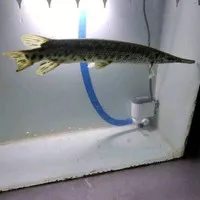 ikan aligator florida gar 25cm + aligator florida gar jumbo 20-28cm