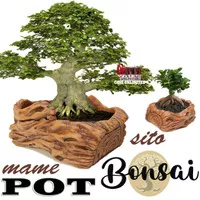 POT RELIEF BONSAI TANAMAN HIAS MAME SITO POHON KIMENG SANCANG KEMUNING