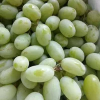buah anggur hijau segar rasa manis dan tanpa biji. 1kg 