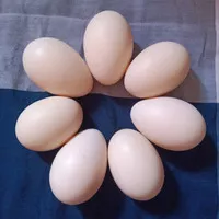 Telur Entok / Mentok Bisa Untuk Konsumsi, Ditetaskan / tetas (Fertil)